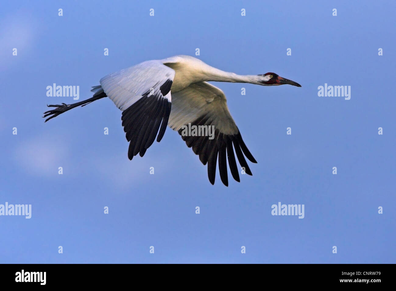 whooping crane (Grus americana), flying, USA, Florida Stock Photo Alamy