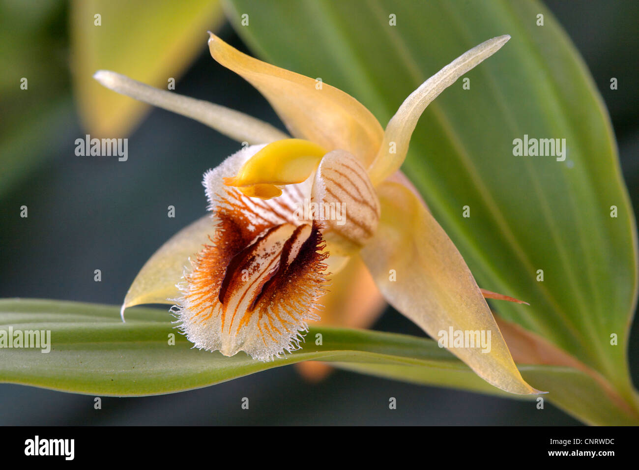Coelogyne (Coelogyne ovalis), flower Stock Photo