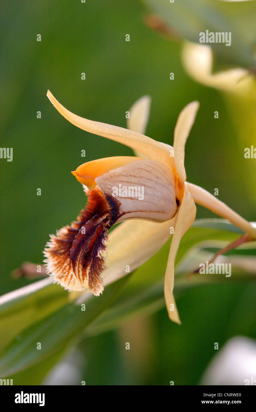 Coelogyne (Coelogyne fimbriata), flower Stock Photo