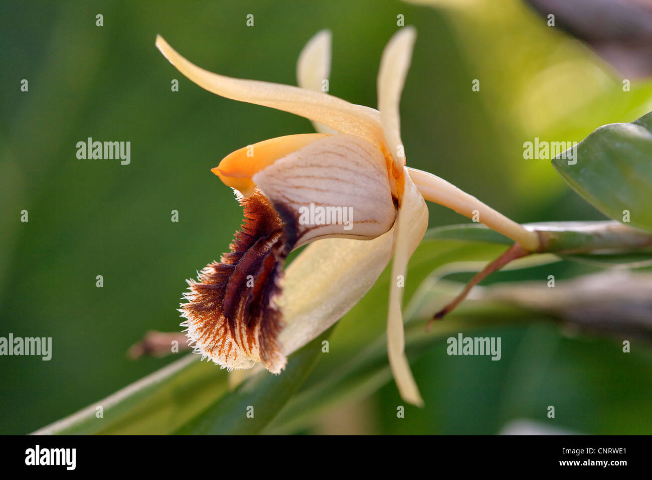 Coelogyne (Coelogyne fimbriata), flower Stock Photo