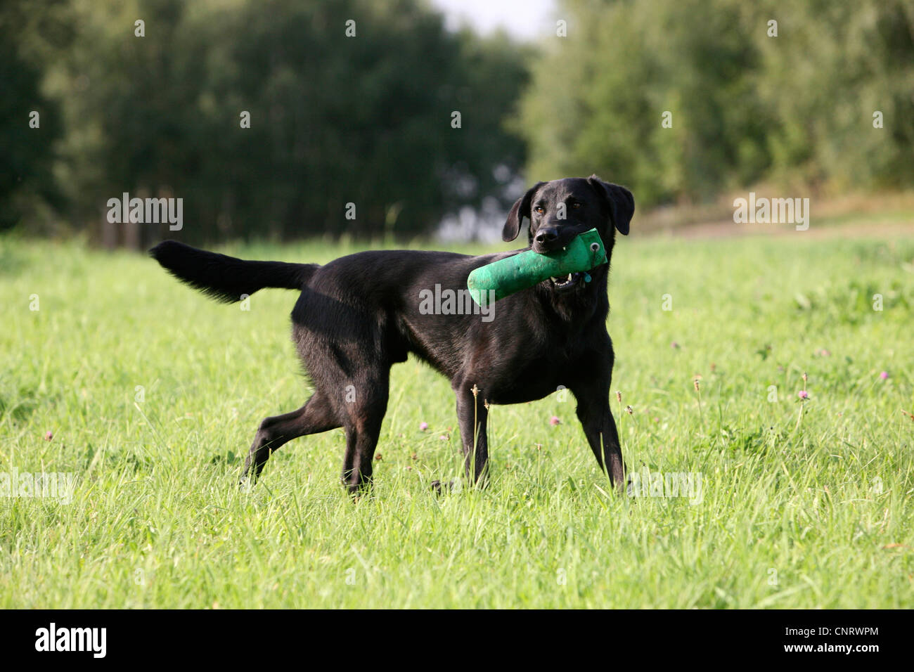 Drill movements hi-res stock photography and images - Alamy