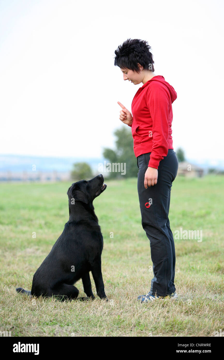 Labrador Retriever (Canis lupus f. familiaris), training with mistress ...