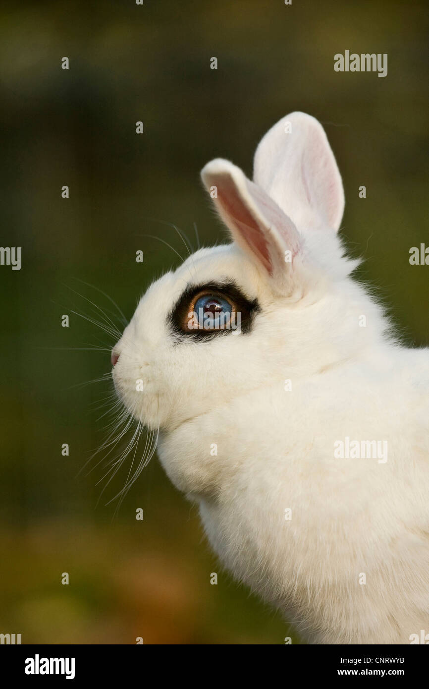 Rabbit eye hi-res stock photography and images - Alamy