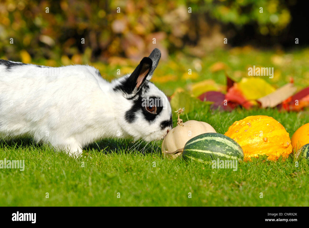 Dappeled Rabbit dwarf rabbit (Oryctolagus cuniculus f. domestica), pup, dappled rabbit ...