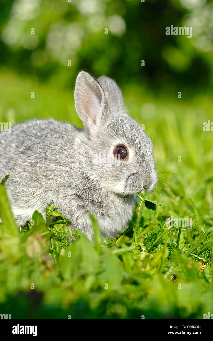 dwarf rabbit (Oryctolagus cuniculus f. domestica), pup, nearly 4 weeks ...