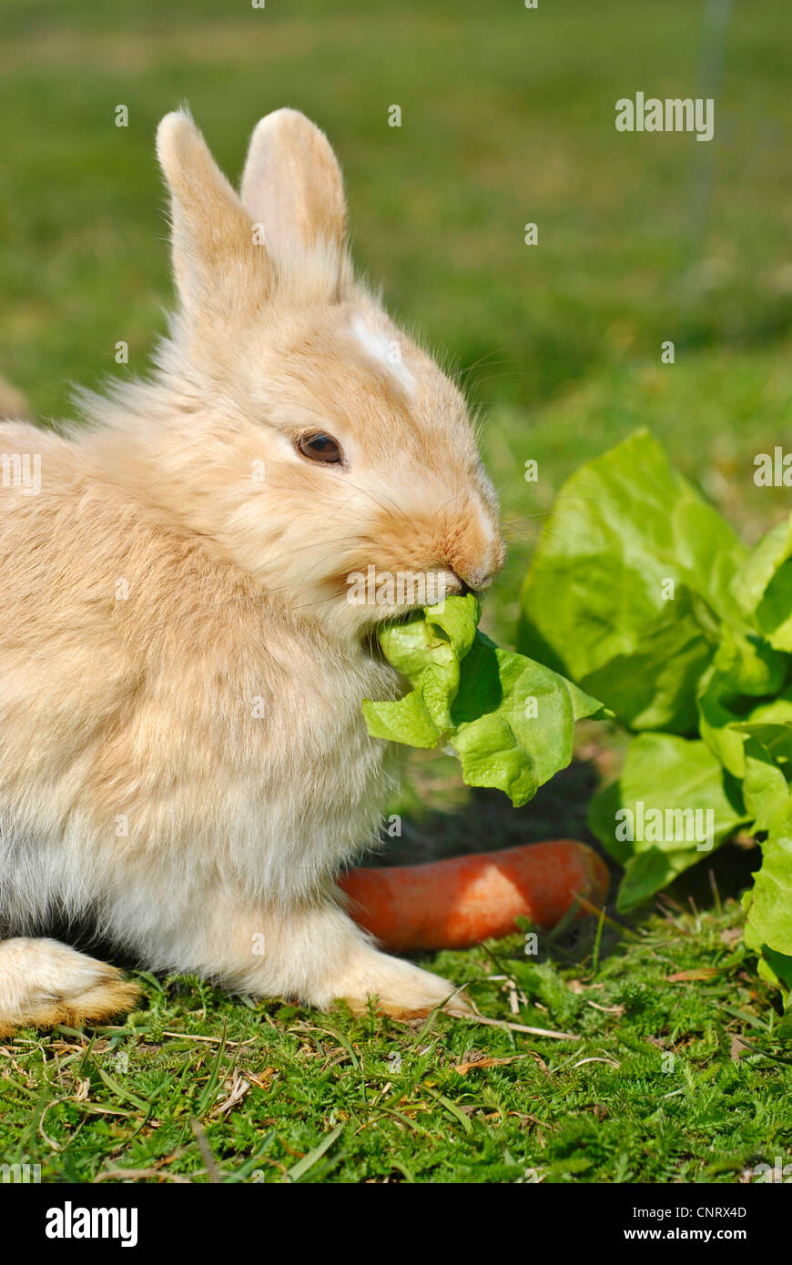 dwarf rabbit (Oryctolagus cuniculus f. domestica), pup, nearly 4 weeks ...