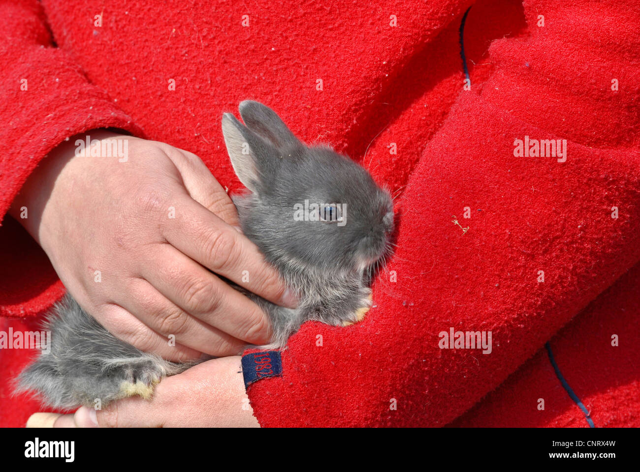 Dwarf Rabbit Oryctolagus Cuniculus F Domestica Pup Nearly 4 Weeks Old Is Being Hold On Arm 