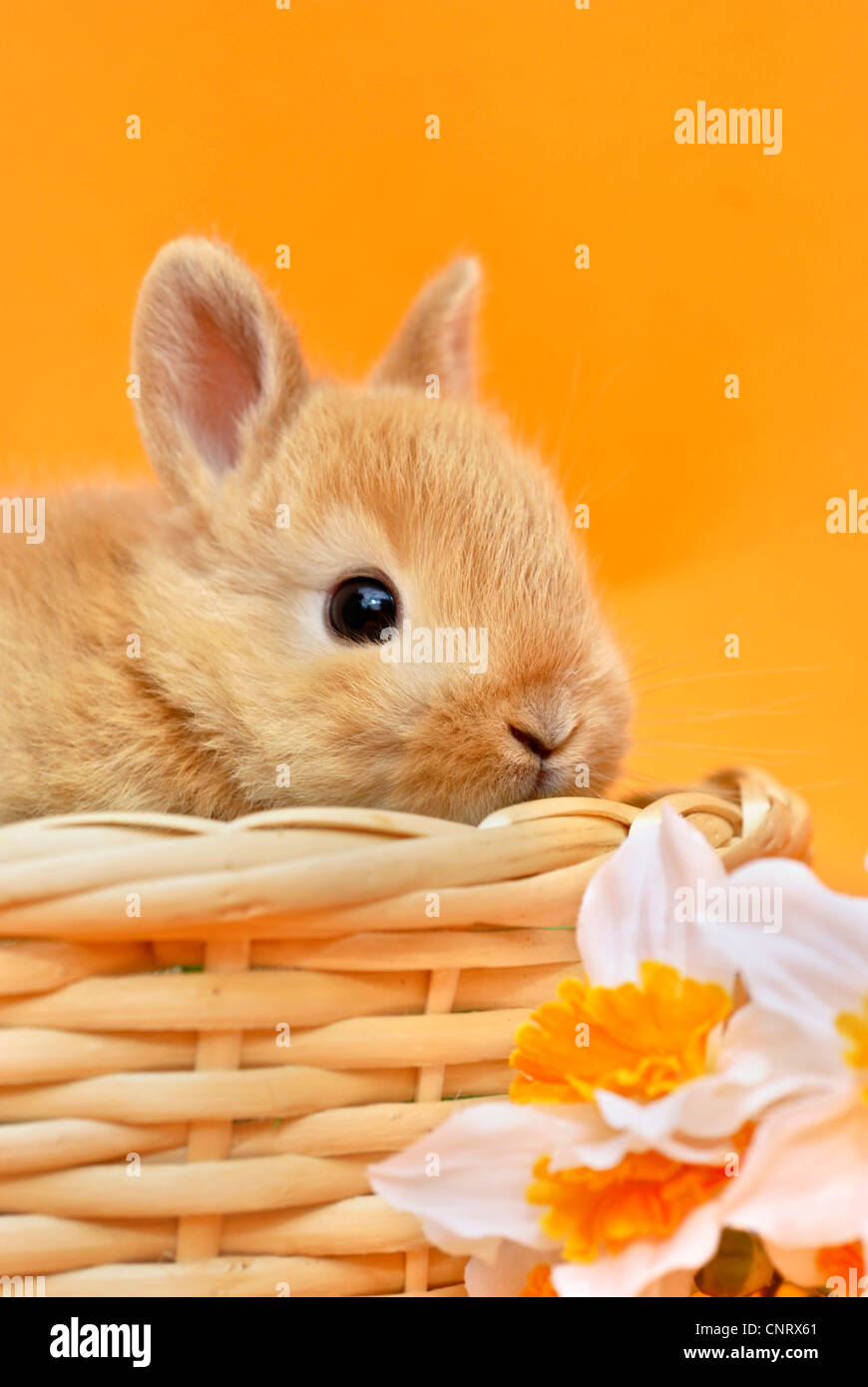 dwarf rabbit (Oryctolagus cuniculus f. domestica), pup, nearly 4 weeks ...