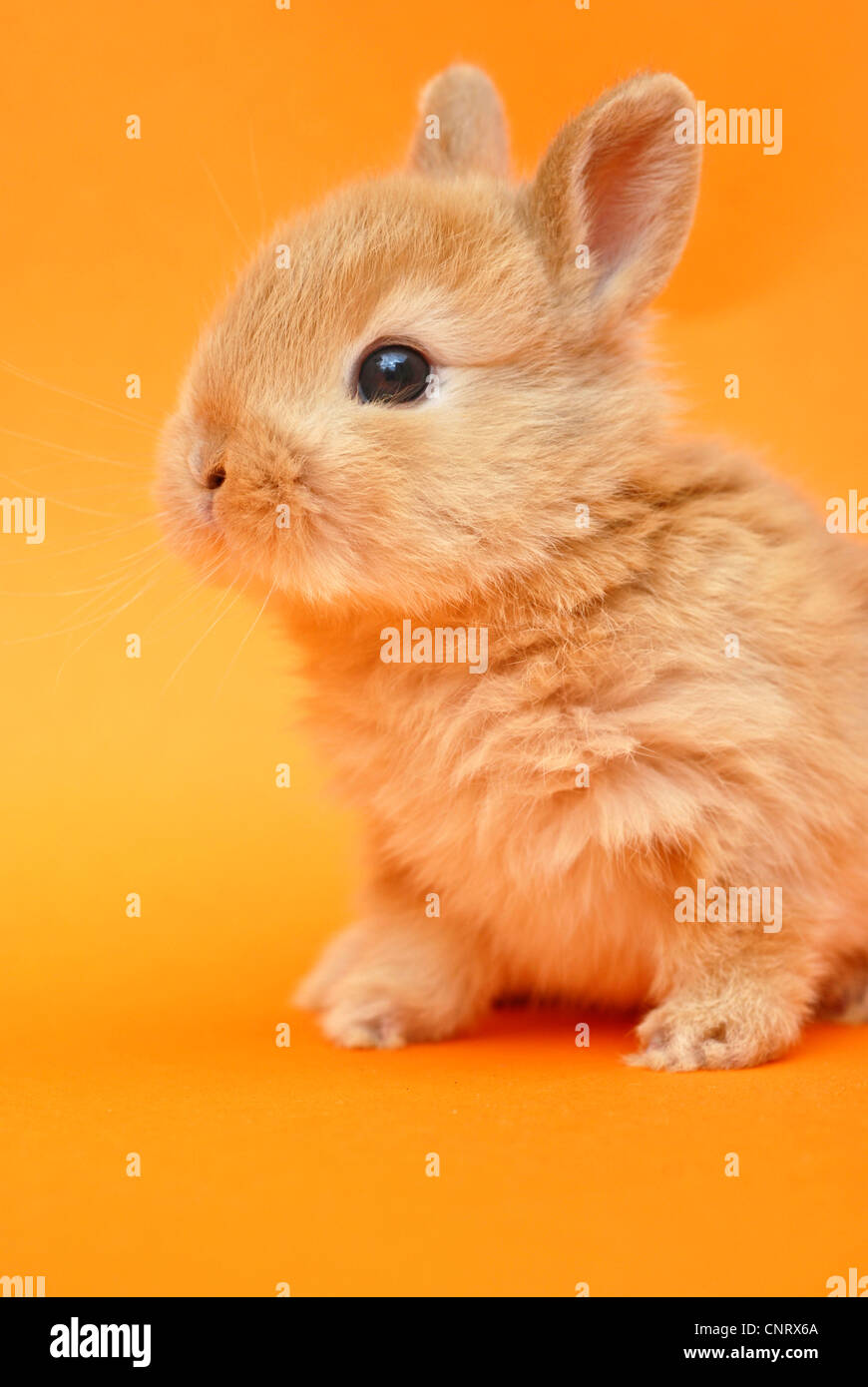 dwarf rabbit (Oryctolagus cuniculus f. domestica), pup, nearly 4 weeks ...
