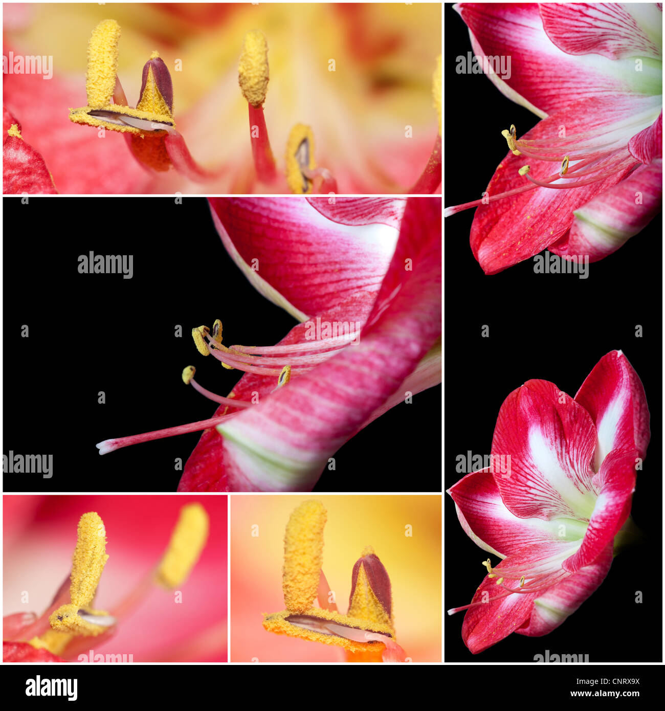 Collage of Extreme close up view of a amaryllis flower temple Stock Photo