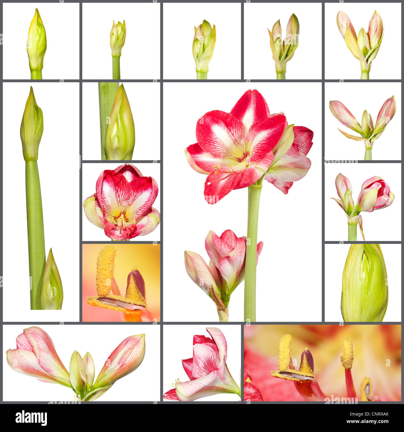 Collage of an amaryllis plant growth phases on white background Stock Photo