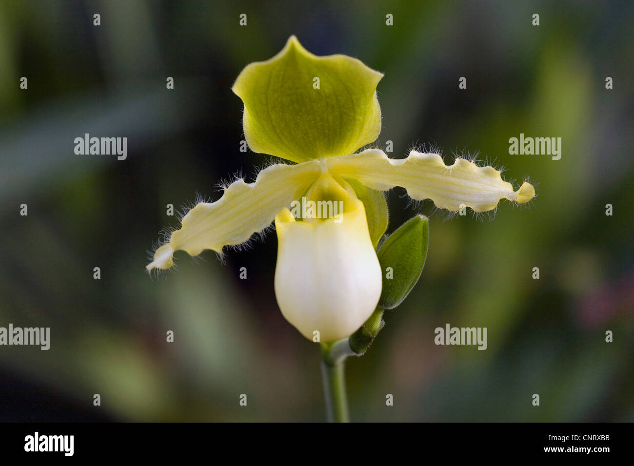 slipper orchid hybrid (Paphiopedilum-Hybride), flower Stock Photo