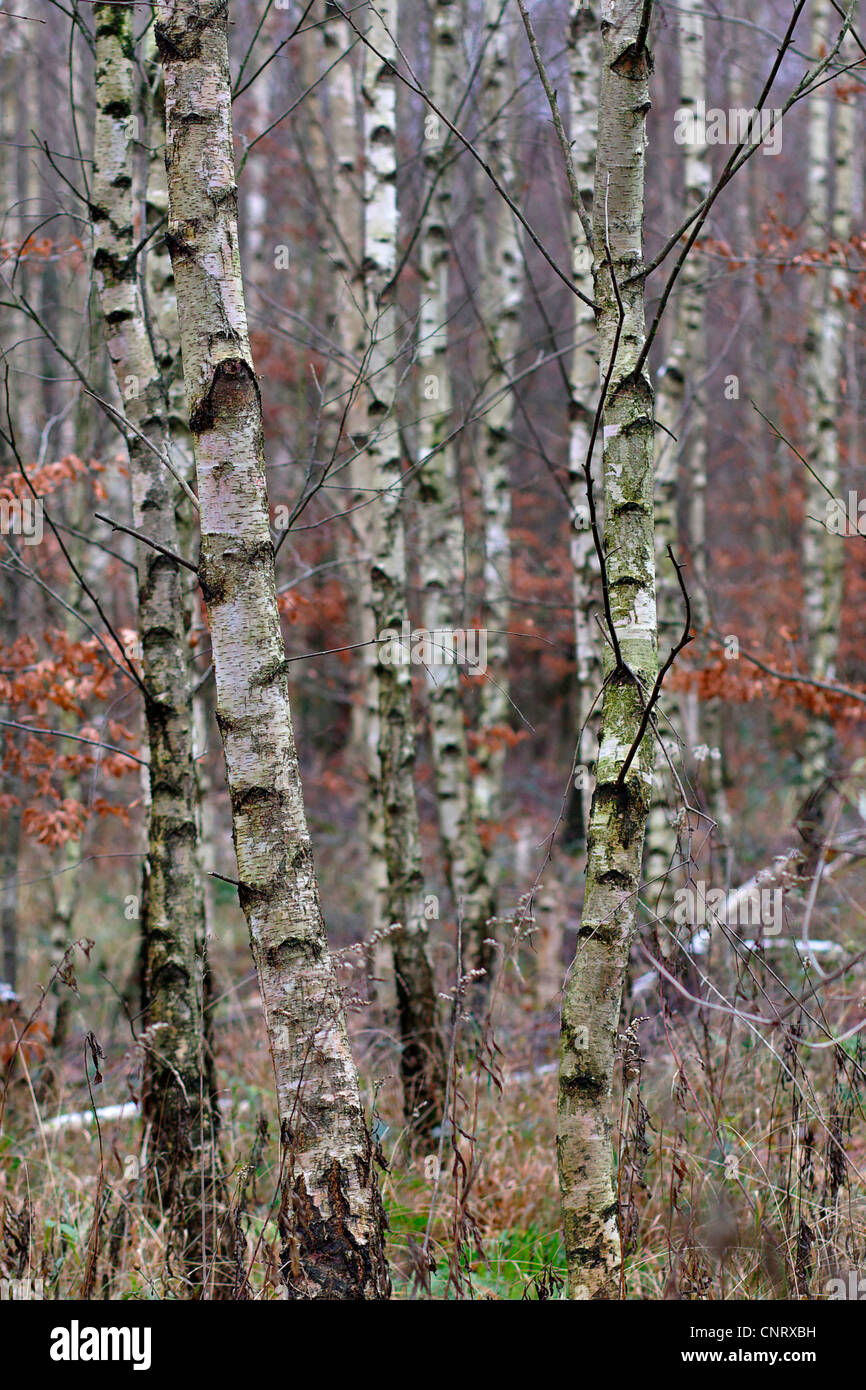 common birch, silver birch, European white birch, white birch (Betula pendula, Betula alba), stma, Germany, North Rhine-Westphalia Stock Photo