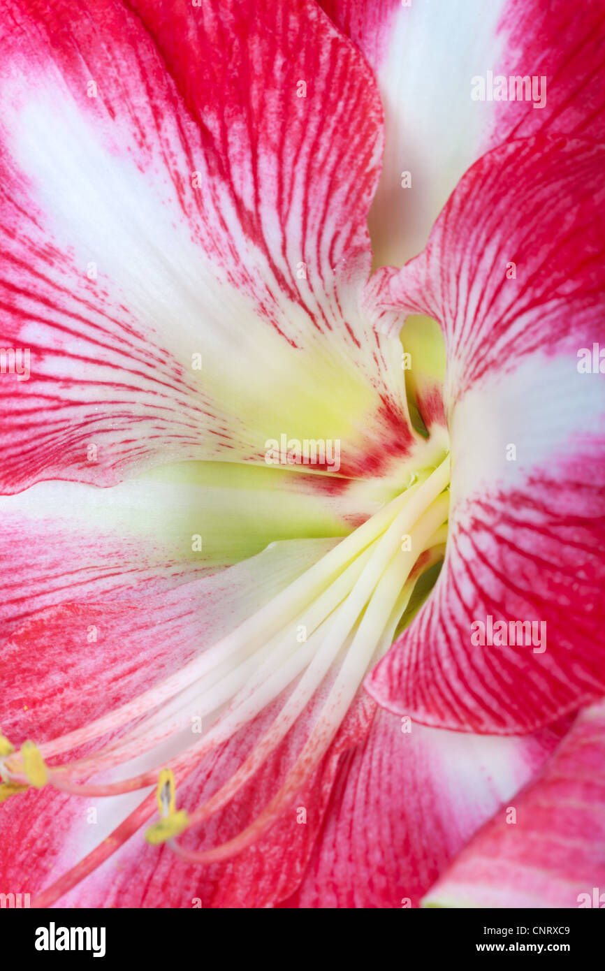 Close up amaryllis flower calyx hires stock photography and images Alamy