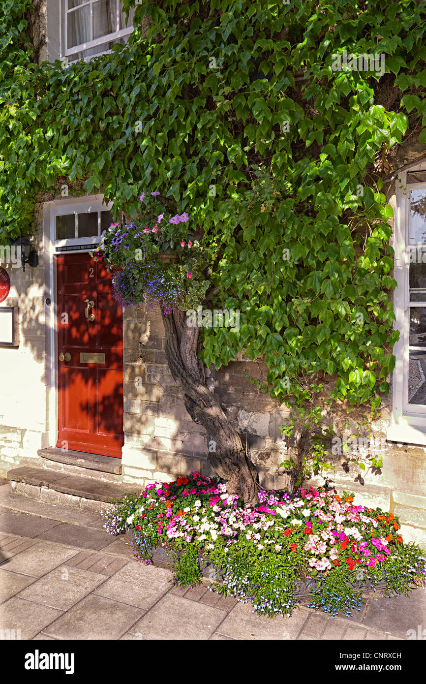 Virginia creeper and flower bed outside restaurant, Woodstock, Oxfordshire, UK Stock Photo