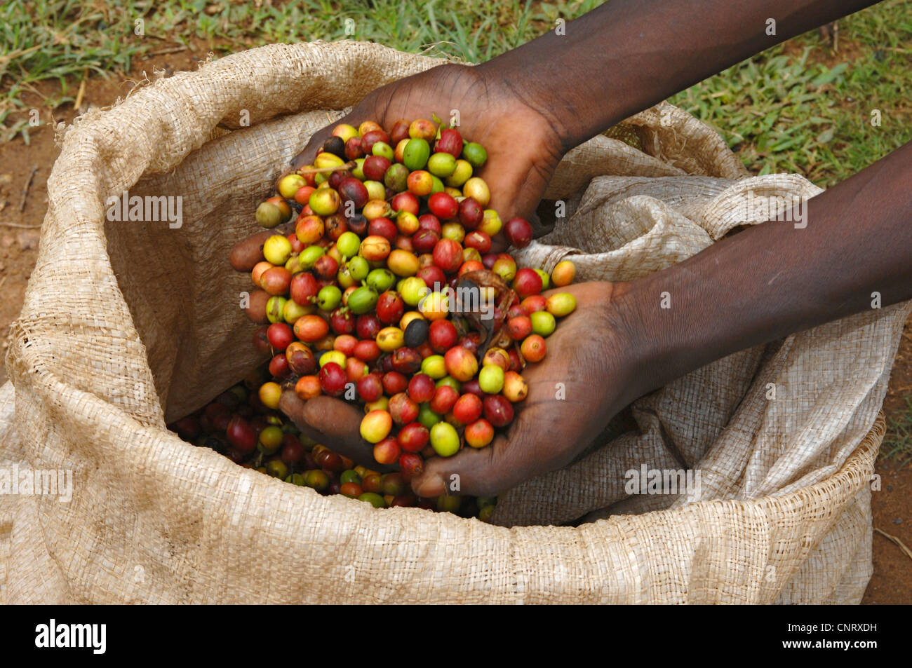 fresh coffee beans