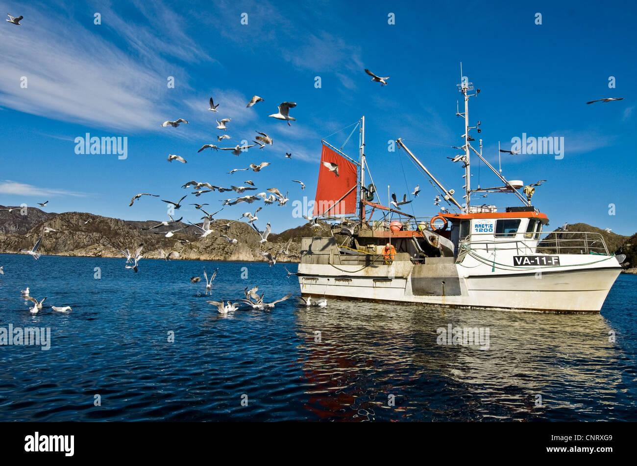 Norwegian fishingboat returning together with seagulls. From Hidra in south-western Norway, Norway Stock Photo