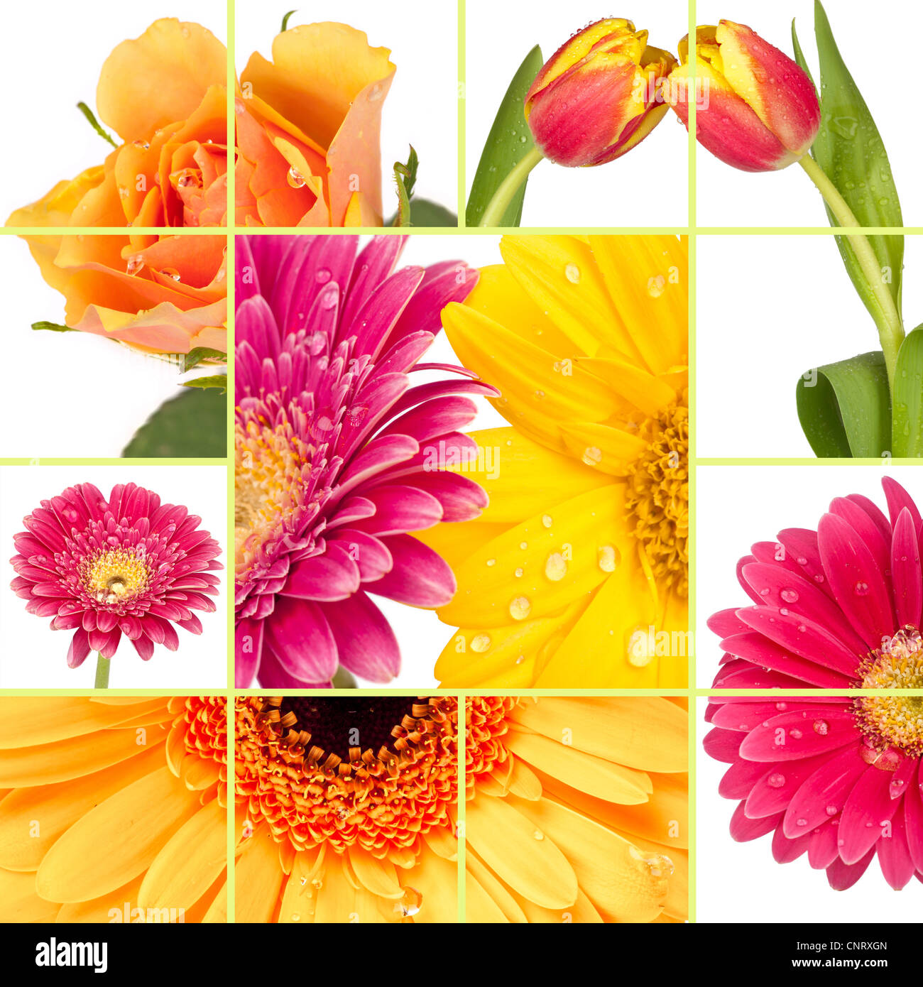 Colorful collection of many colorful flowers blossom as collage Stock ...