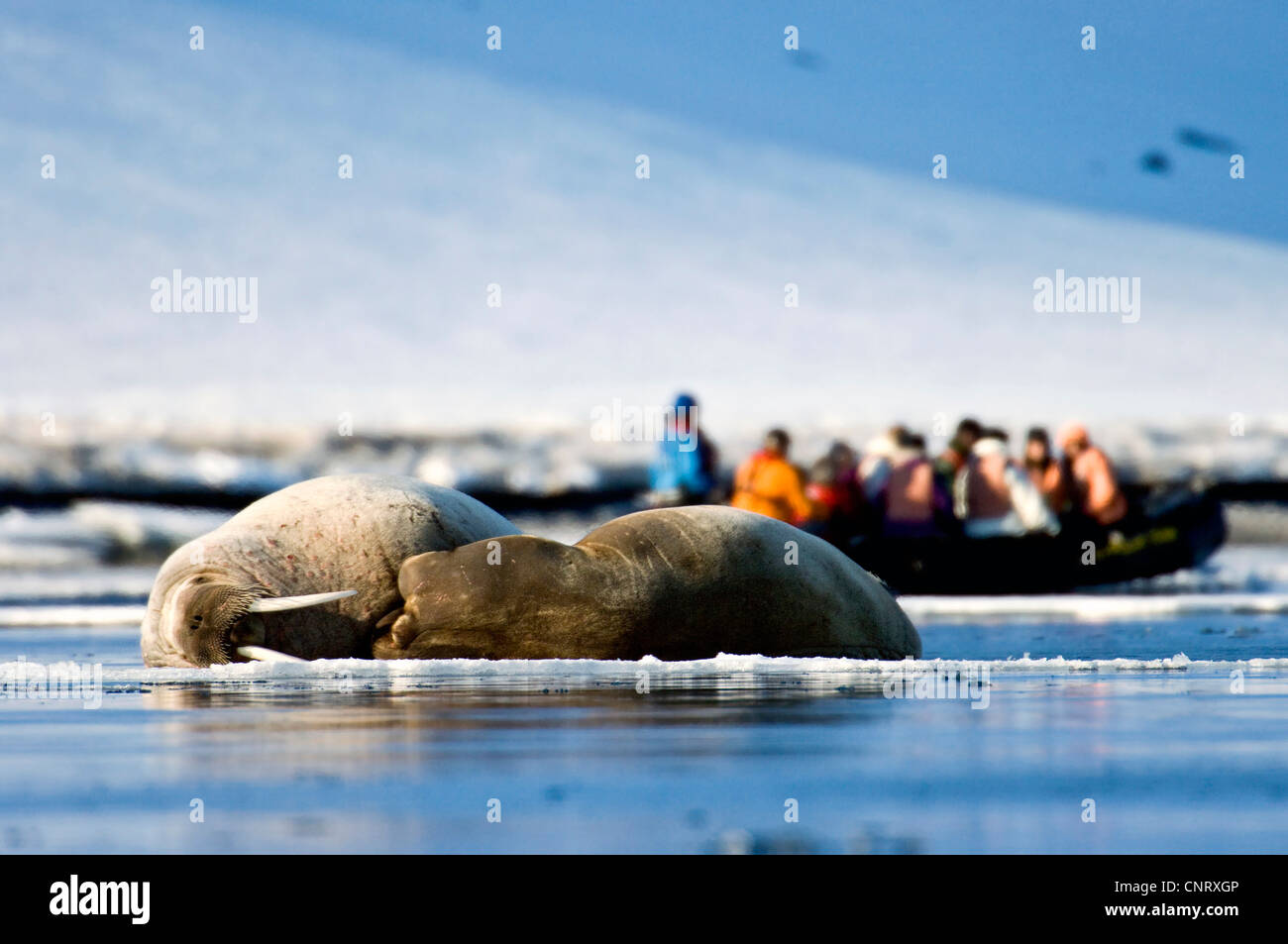 walrus (Odobenus rosmarus), Whalruses and eco-tourists from the wesssle, Norway Stock Photo