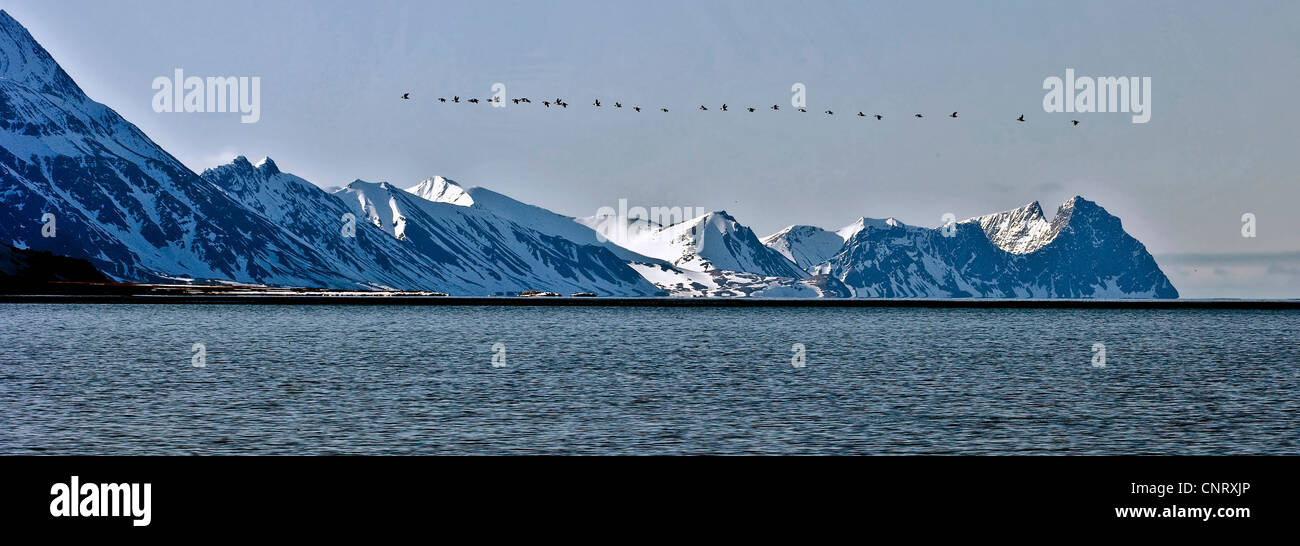 little auk (Alle alle), large row of Little Auks head towards the coast of Prins Karls Forland as the sun rizes, Norway, Svalbard, Svalbard Inseln Stock Photo