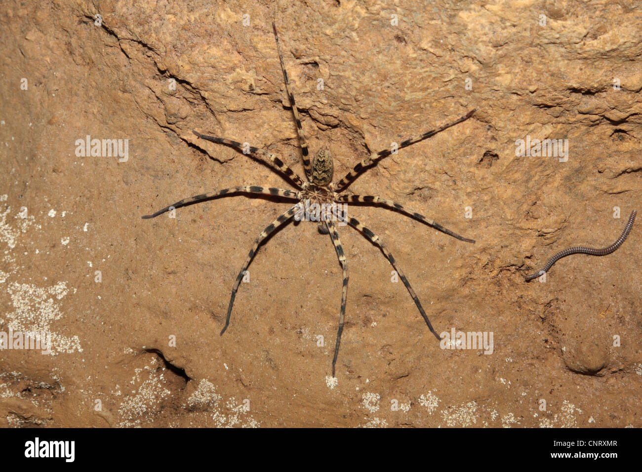 cave cobweb spiders (Nesticidae), on a wall of a cave, Thailand, Khao Sok NP Stock Photo
