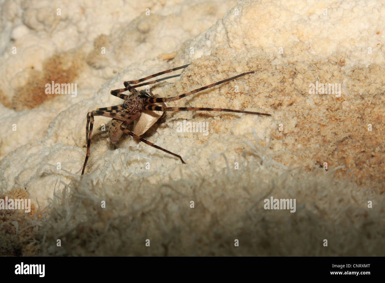 cave cobweb spiders (Nesticidae), on a wall of a cave, Thailand, Khao Sok NP Stock Photo