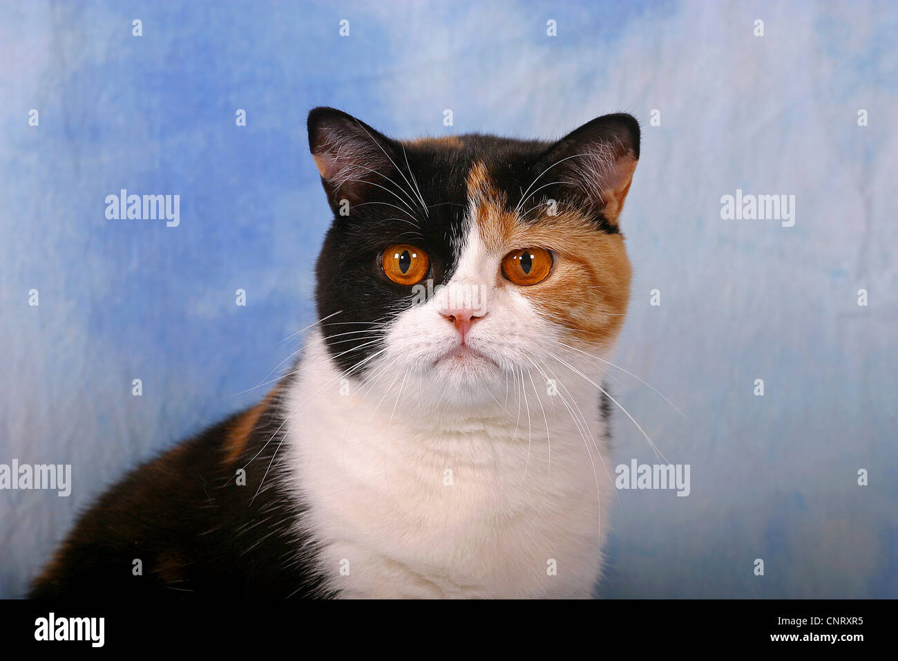 British indoors indoor breed breeds portrait High Resolution Stock ...