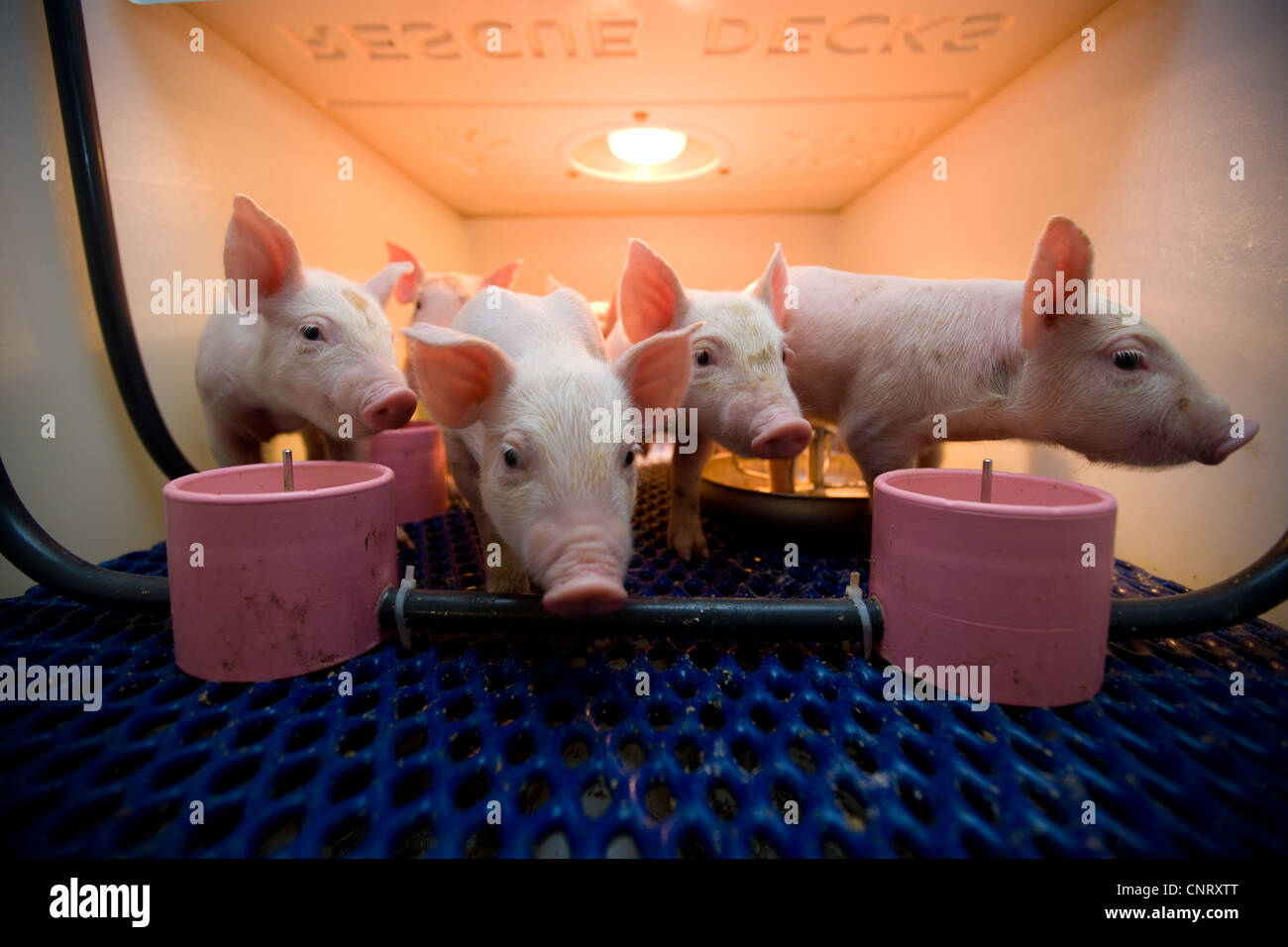 Young pigs in a Rescue Deck Stock Photo - Alamy