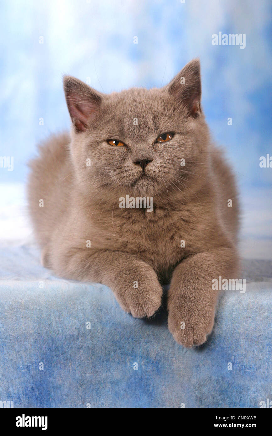 British Shorthair (Felis silvestris f. catus), kitten, chartreux Stock — free download