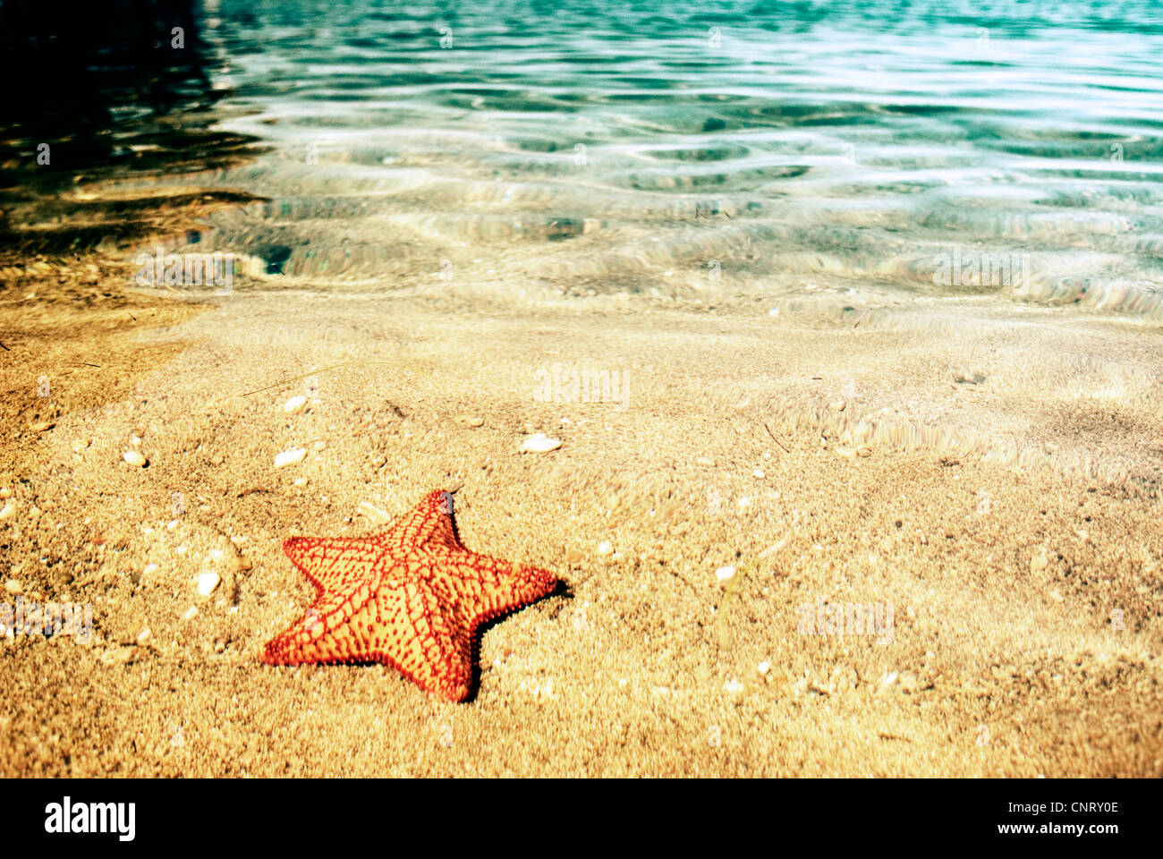 Starfish on the beach at Cochino Grande, in the Cayos Cochinos, or 'Hog Islands.' Stock Photo