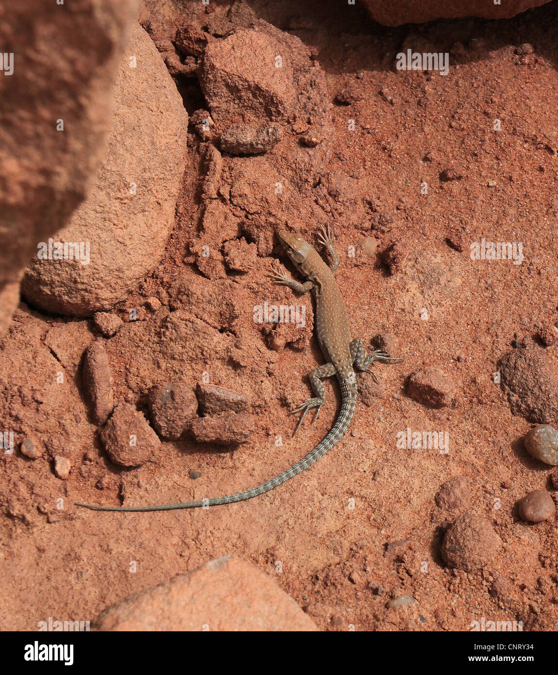 A Lacerta laevis lizard seen in the sandy and rocky desert of Wadi Rum (protected area) in Jordan. Stock Photo