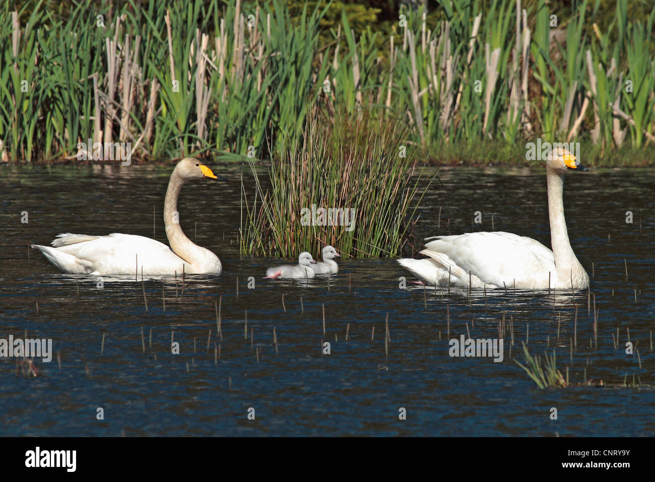 whooper swan (Cygnus cygnus), couple with young, Sweden Stock Photo