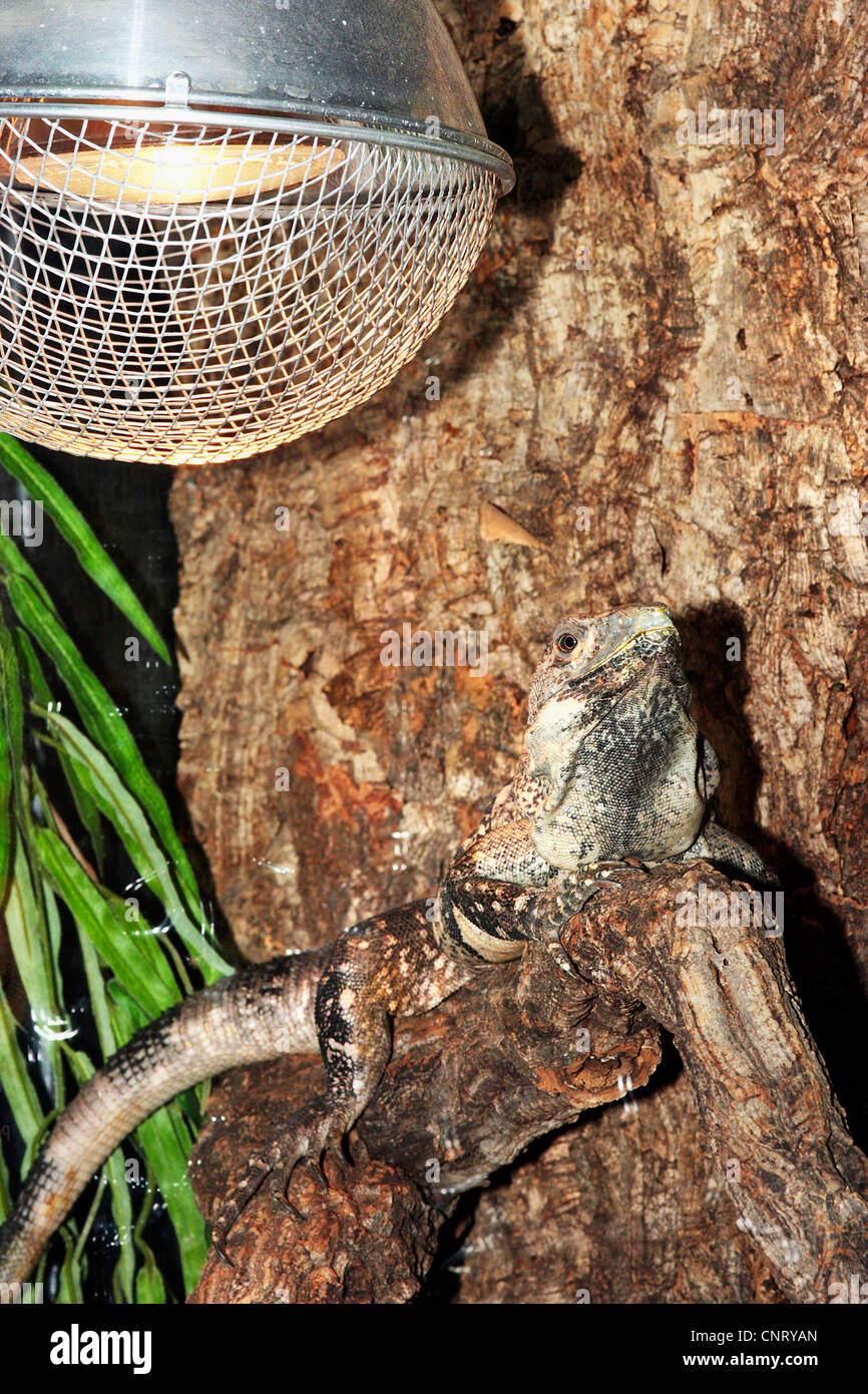 bearded dragon (Amphibolurus barbatus, Pogona barbatus), sunning in a terrarium Stock Photo