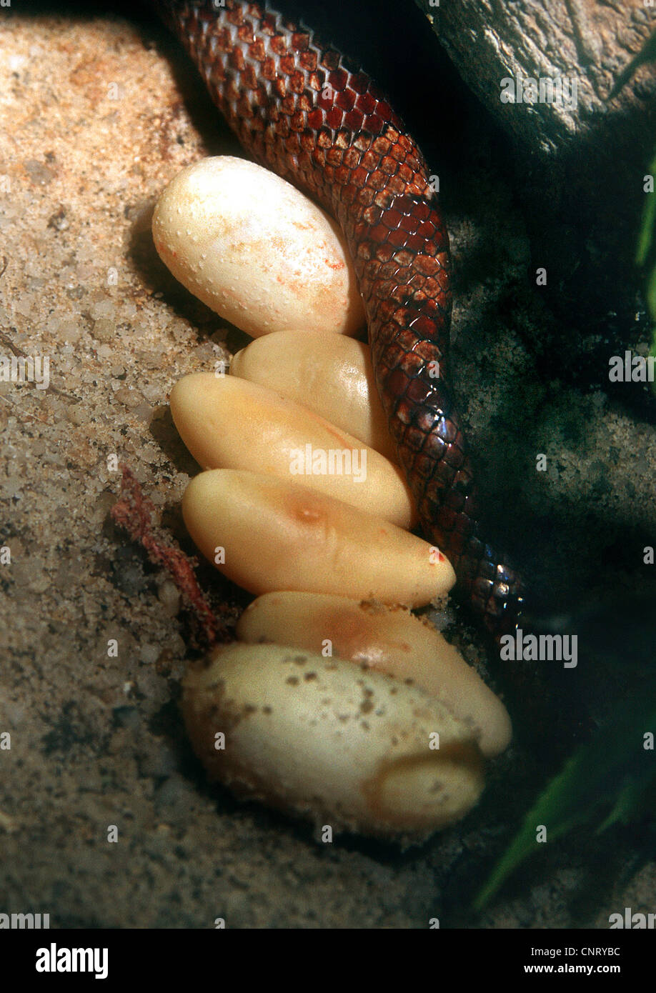 corn snake (Elaphe guttata), snake with eggs Stock Photo Alamy