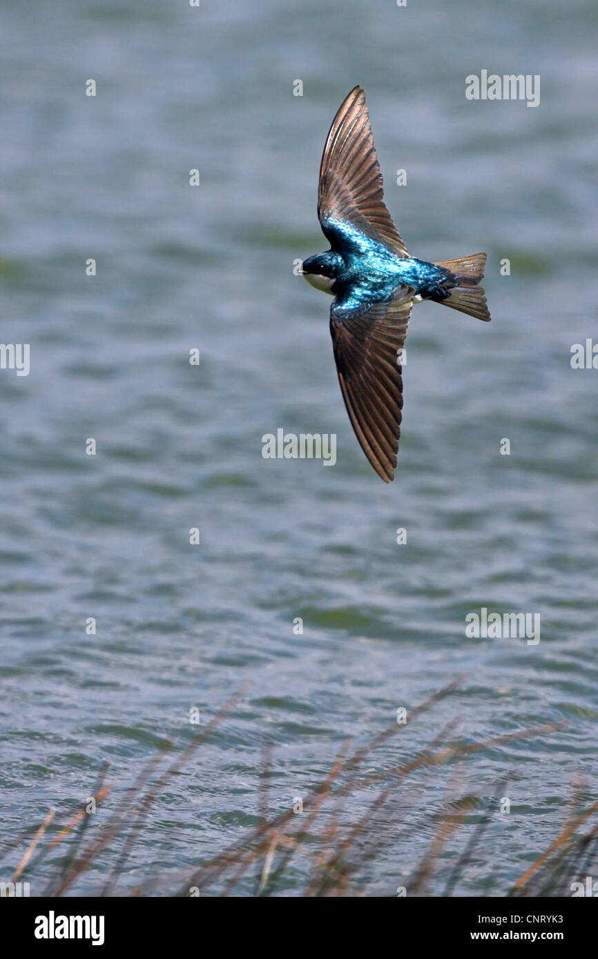 tree swallow (Tachycineta bicolor), flying at a pond, USA, Florida Stock Photo