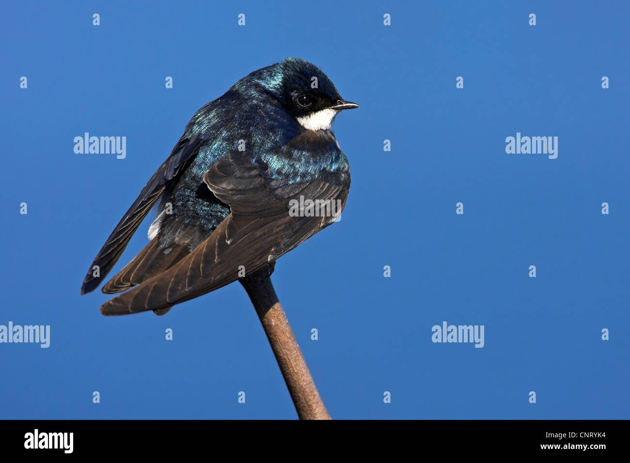 tree swallow (Tachycineta bicolor), sitting on a twig, USA, Florida Stock Photo