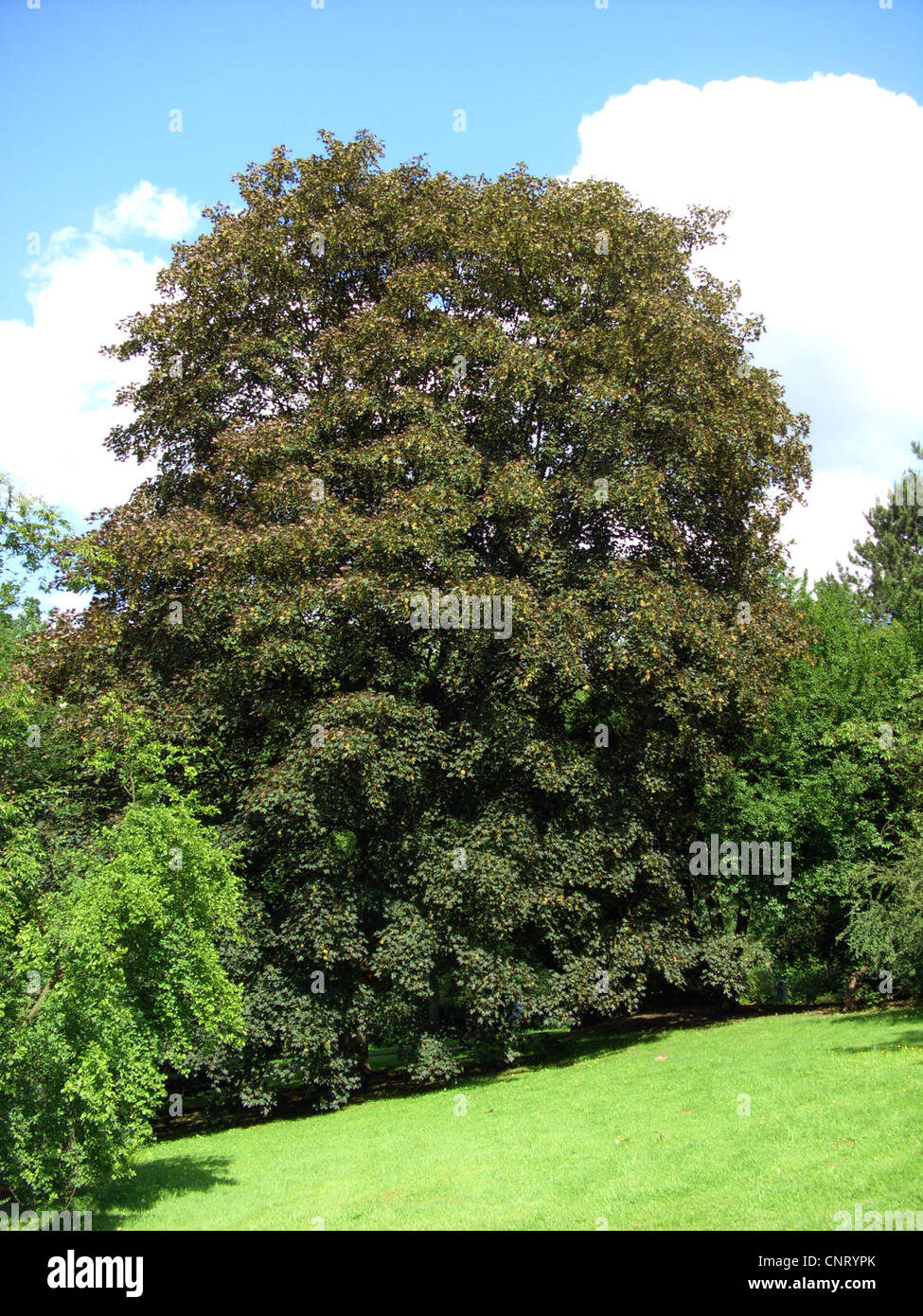 sycamore maple, great maple (Acer pseudoplatanus 'Atropurpureum', Acer pseudoplatanus Atropurpureum), in a park, Germany Stock Photo