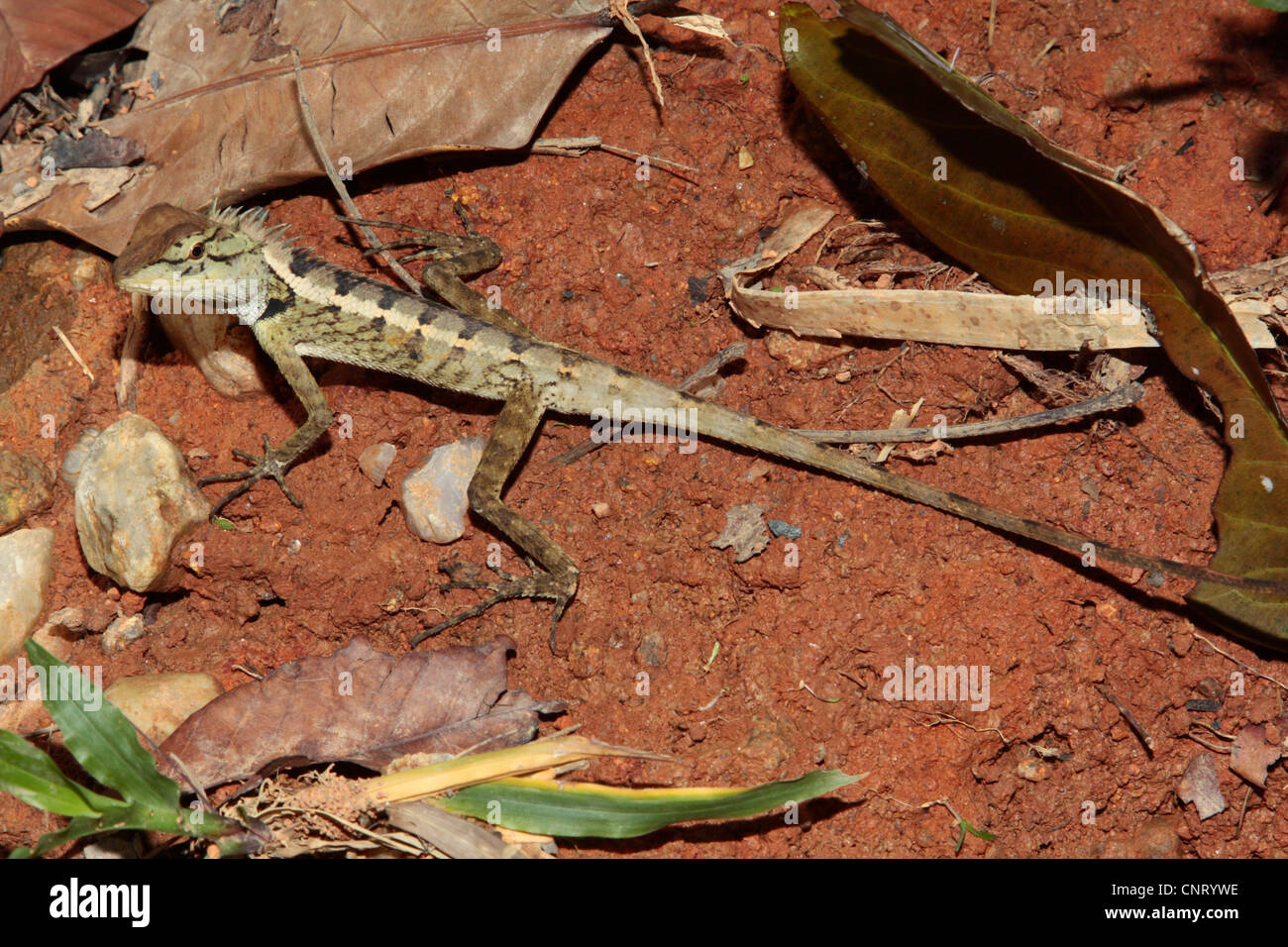agamas, chisel-teeth lizards (Agamidae), on the ground, Thailand Stock Photo