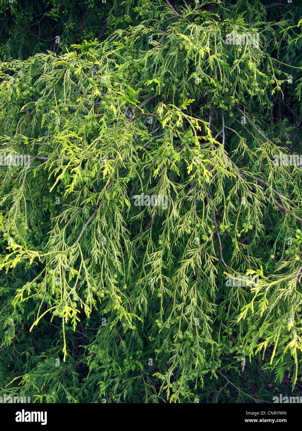 sawara falsecypress (Chamaecyparis pisifera 'Filifera Aurea', Chamaecyparis pisifera Filifera Aurea, Chamaecyparis pisifera), cultivar Filifera Aurea Stock Photo