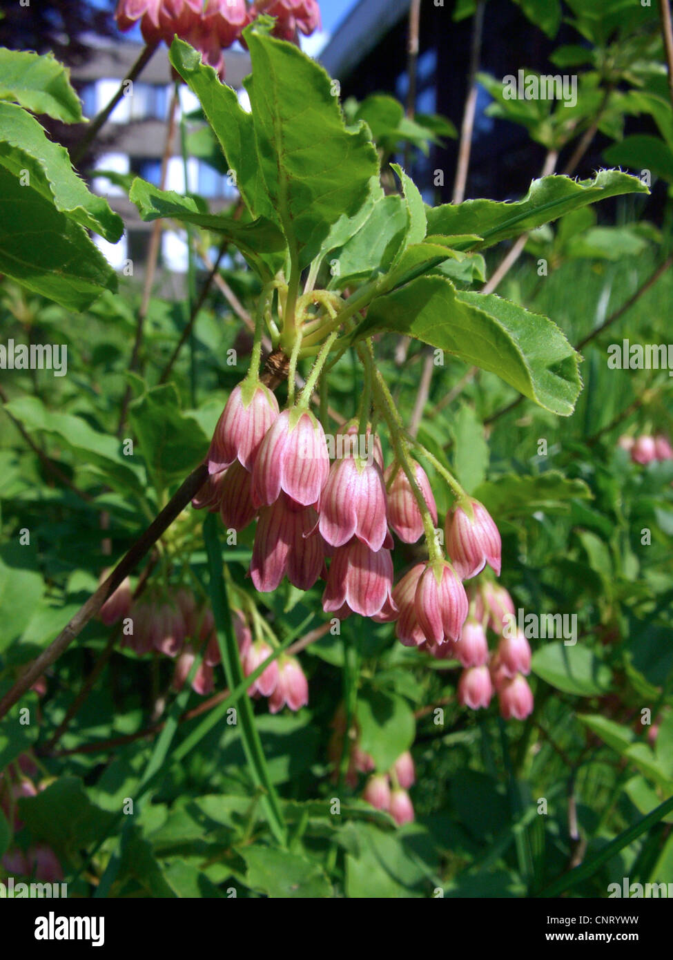 Redvein Enkianthus (Enkianthus campanulatus), flowers Stock Photo