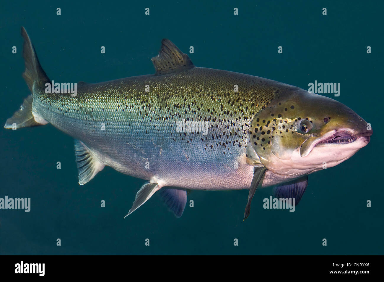 Atlantic salmon, ouananiche, lake Atlantic salmon, landlocked salmon, Sebago salmon (Salmo salar), swimming Stock Photo