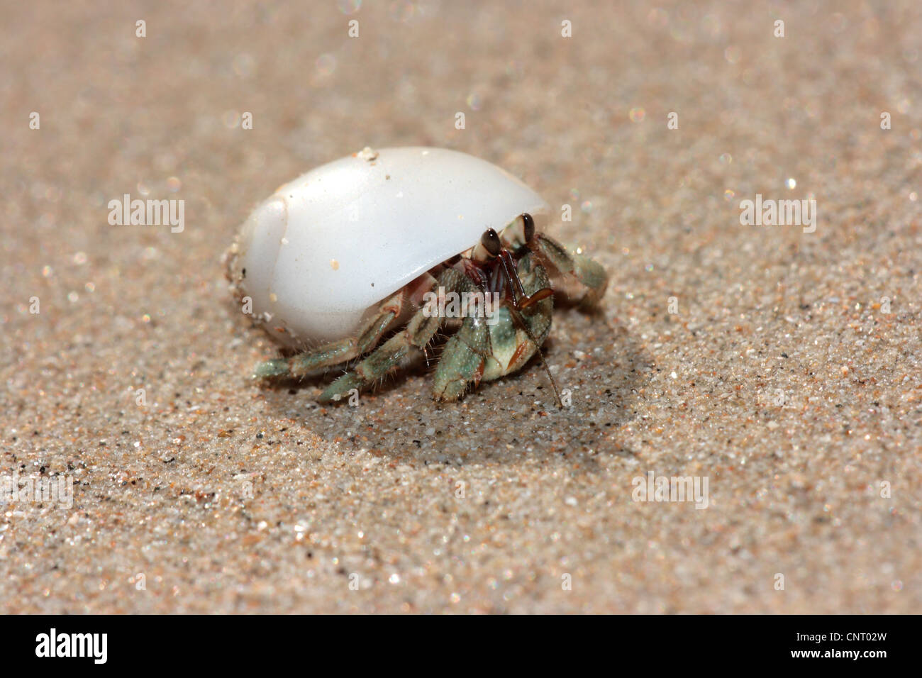 left-handed hermit crabs (Diogenidae), in a white snail shell, Thailand, Khao lak NP Stock Photo