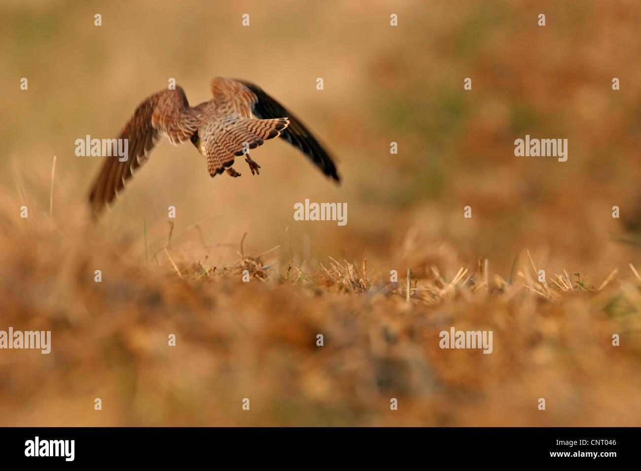 common kestrel (Falco tinnunculus), taking off from a stubble field, Germany, Rhineland-Palatinate Stock Photo