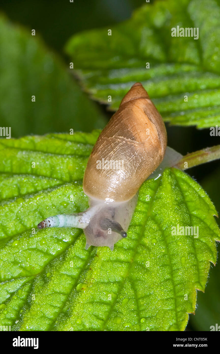 rotten amber snail, large amber snail, European ambersnail (Succinea putris), thickened palp indicates infestation with parasitic Leucochloridium paradoxum Stock Photo