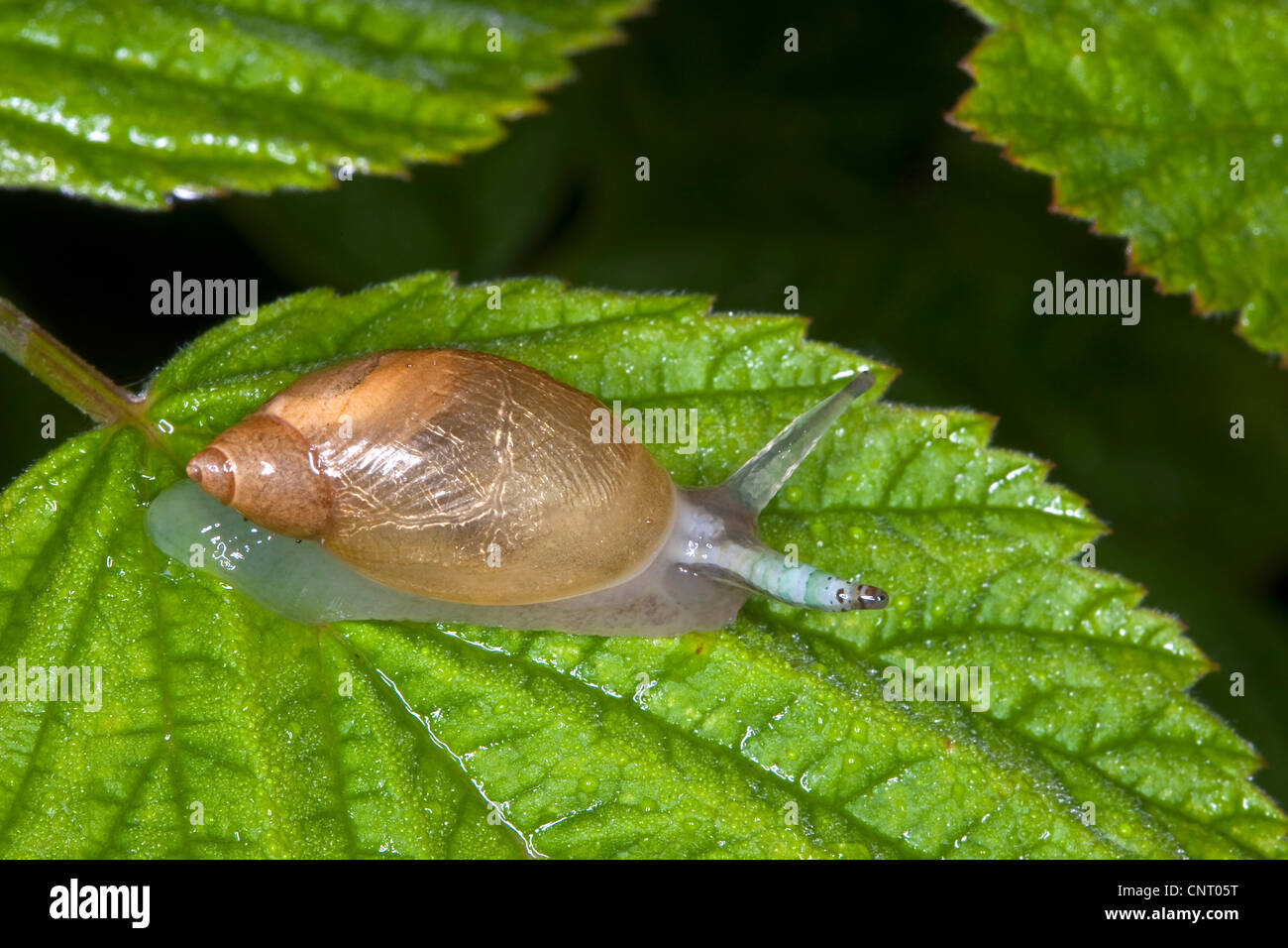 rotten amber snail, large amber snail, European ambersnail (Succinea putris), thickened palp indicates infestation with parasitic Leucochloridium paradoxum Stock Photo