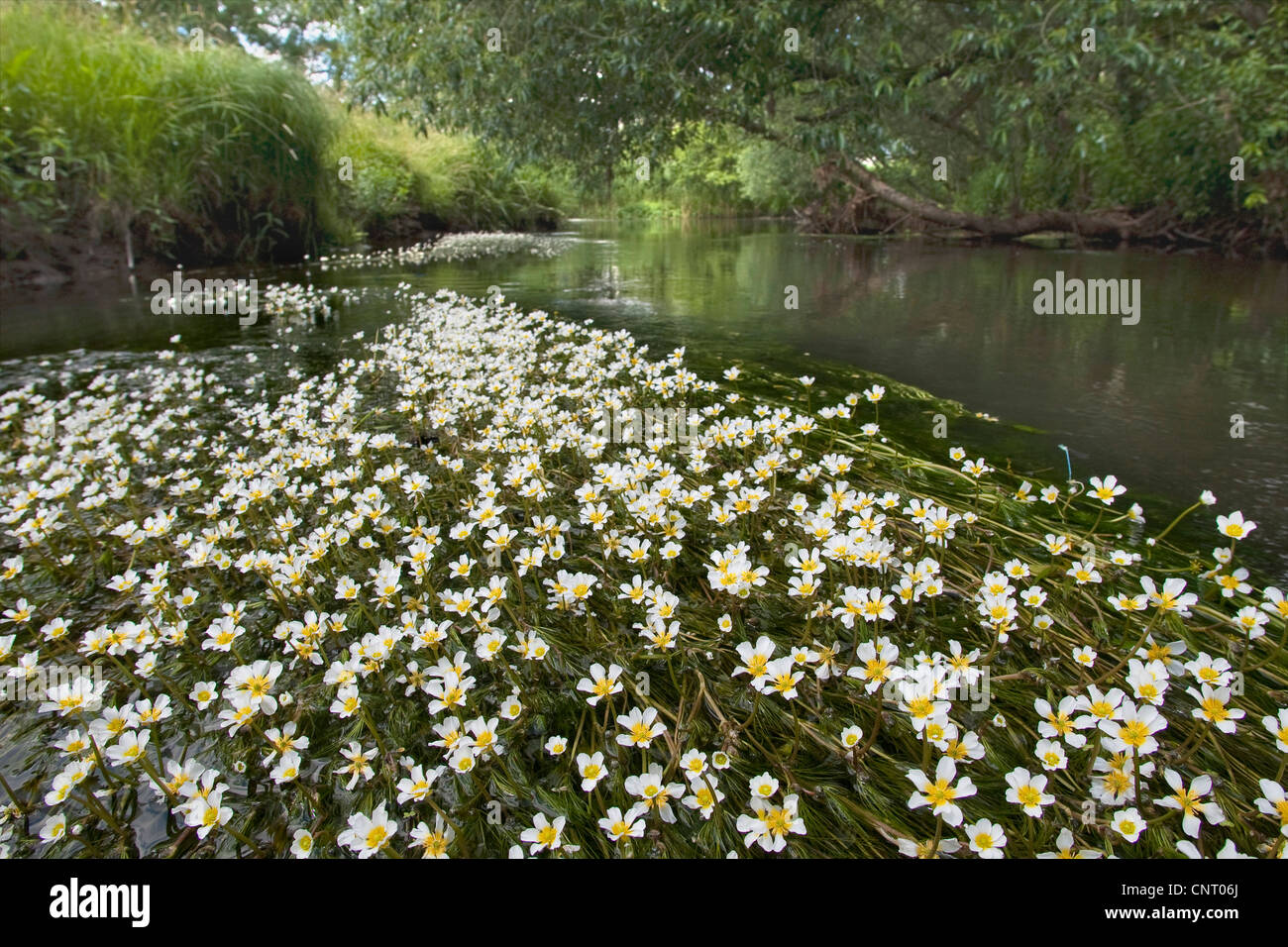 river water-crowfoot (Ranunculus fluitans), creek with flowering water