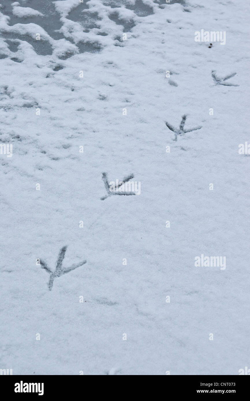 grey heron (Ardea cinerea), tracks in snow at the shore of a frozen