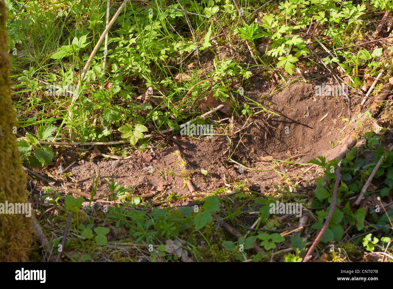 European hare (Lepus europaeus), resting place on forest ground Stock Photo