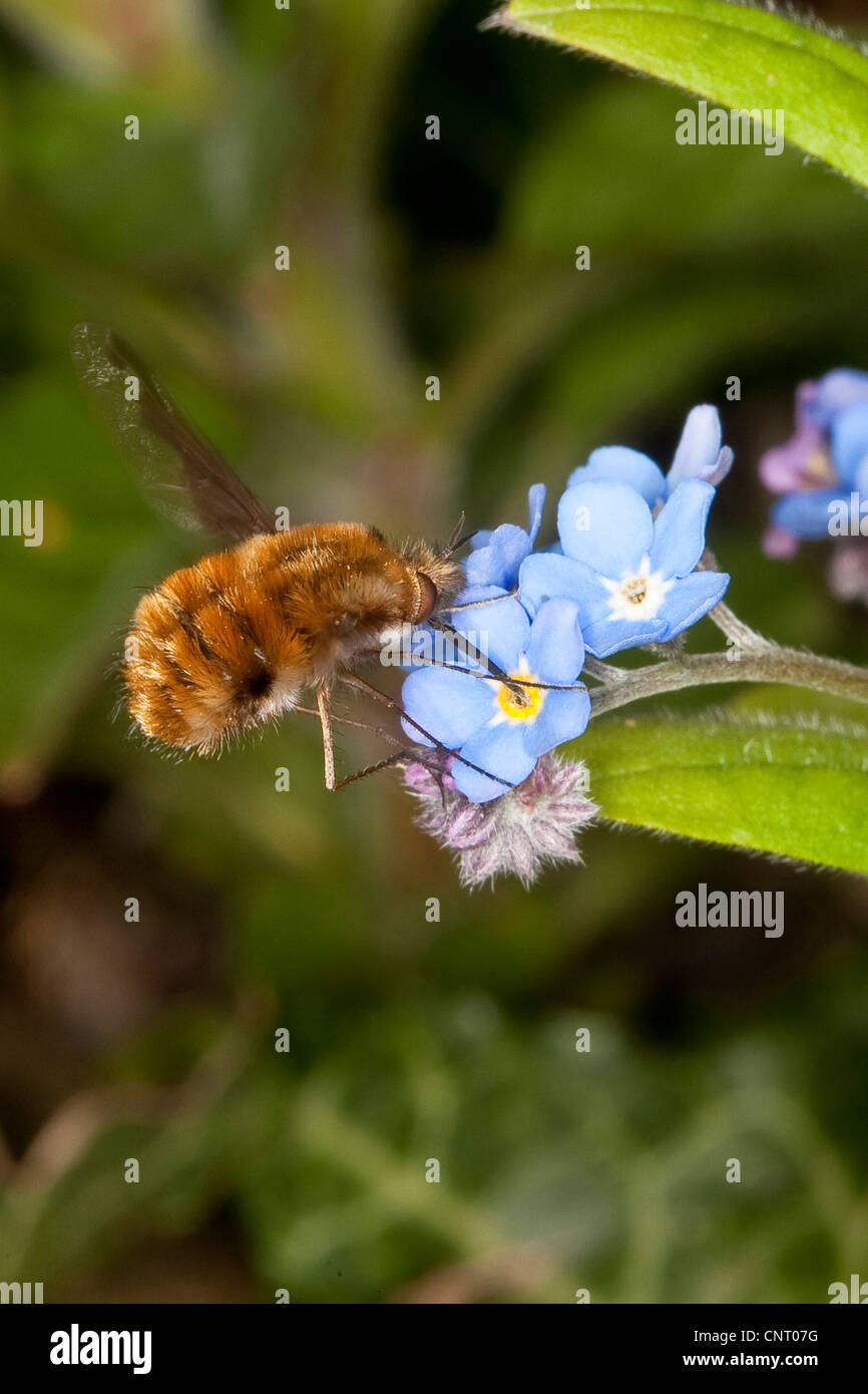 beeflies (Bombylius major), sucking at forget-me-not Stock Photo