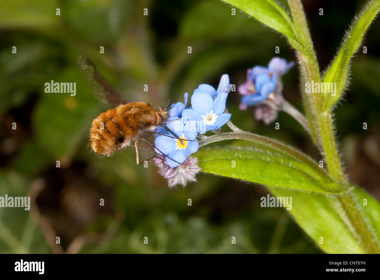 beeflies (Bombylius major), sucking at forget-me-not Stock Photo